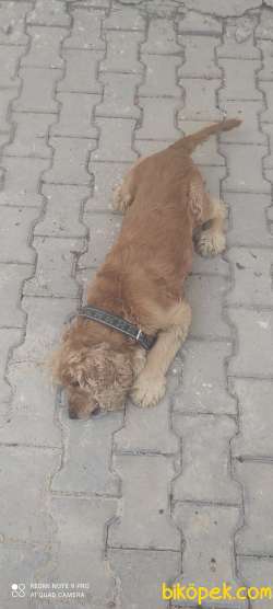 Çok Güzel İngiliz Cocker 2