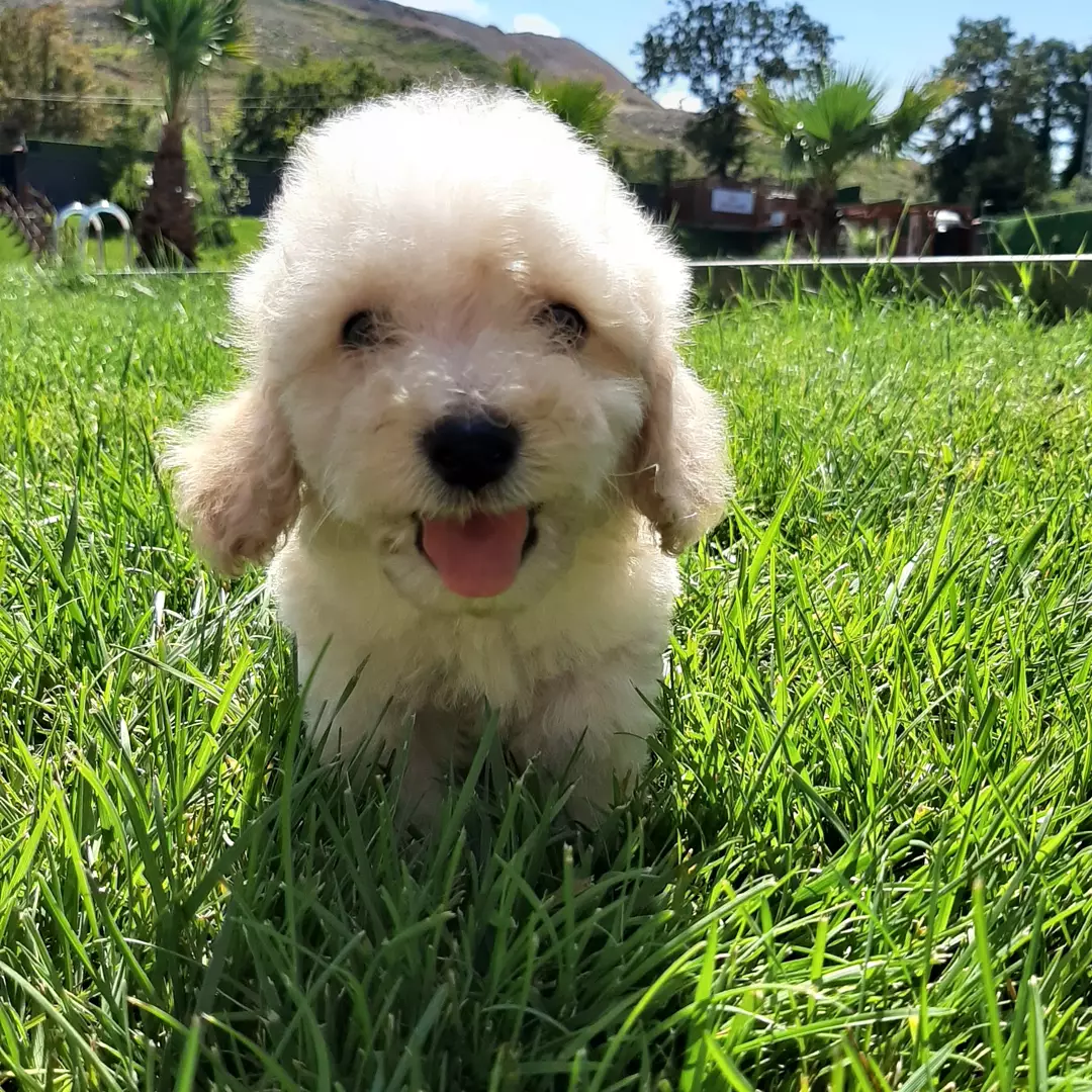 Çok Güzel Maltipoo Yavruları 5