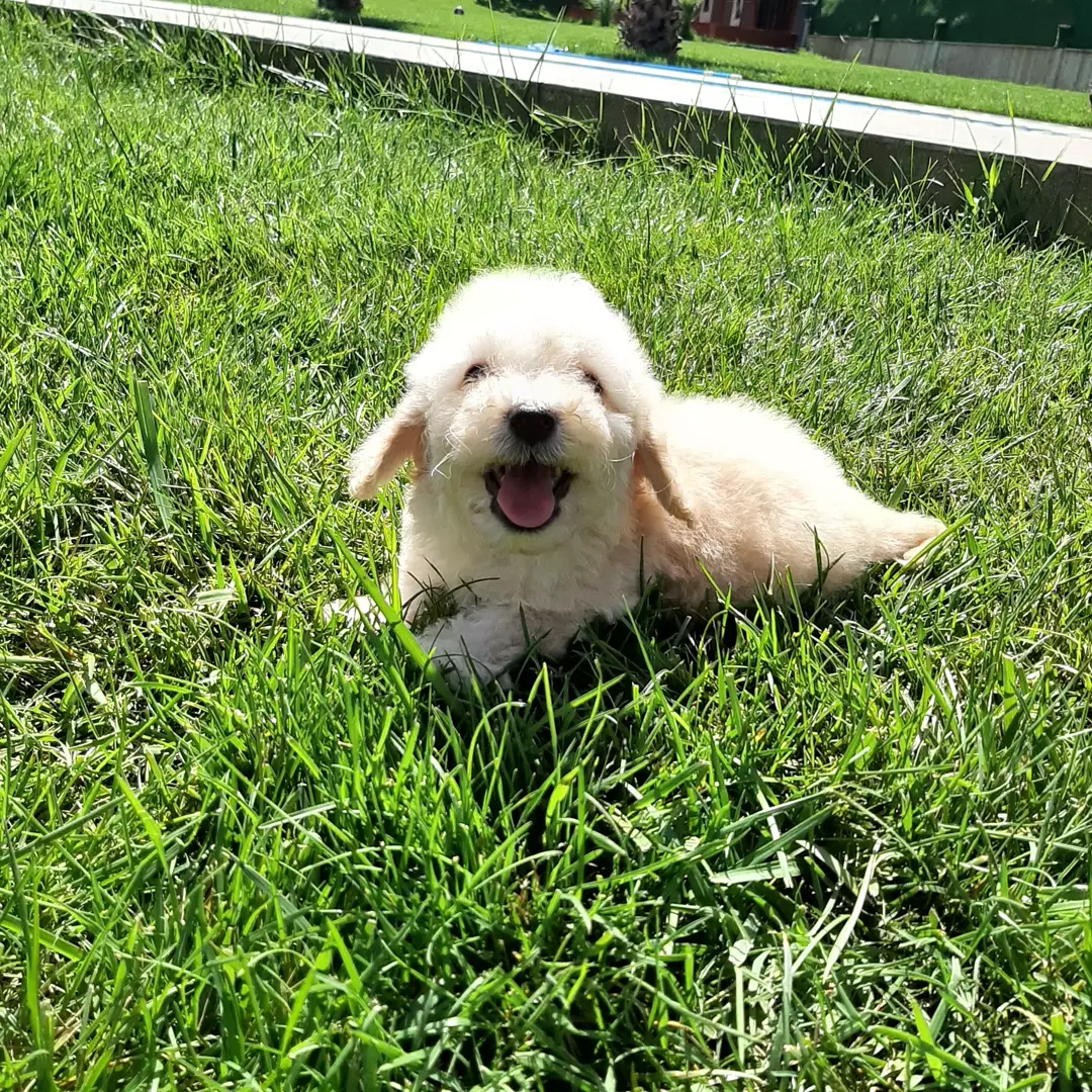 Çok Güzel Maltipoo Yavruları 3