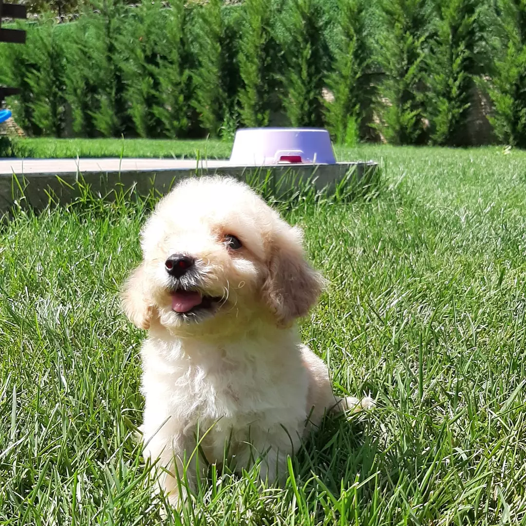 Çok Güzel Maltipoo Yavruları 2