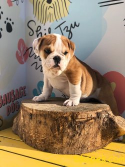 Çok Kaliteli İngiliz Bulldog Bebeklermiz 3
