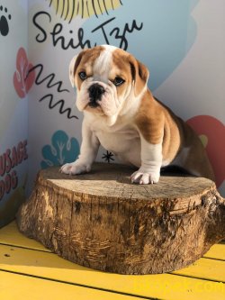 Çok Kaliteli İngiliz Bulldog Bebeklermiz 4