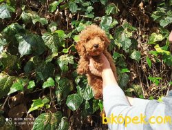 Çok Kaliteli Toy Poodle Yavru 3