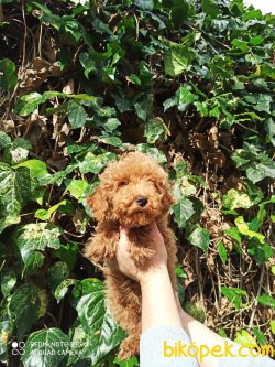 Çok Kaliteli Toy Poodle Yavru 2