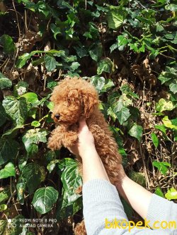 Çok Kaliteli Toy Poodle Yavru 1