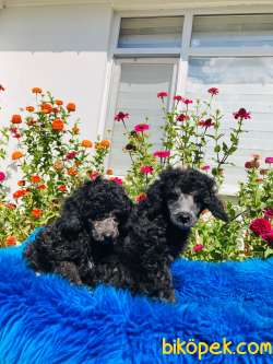 ÇOK NADİR SİLVER TOY POODLE YAVRULARIMIZ 1