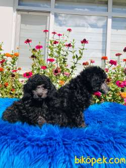 ÇOK NADİR SİLVER TOY POODLE YAVRULARIMIZ 3