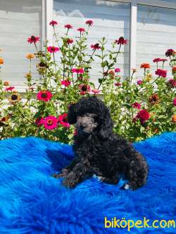ÇOK NADİR SİLVER TOY POODLE YAVRULARIMIZ 4