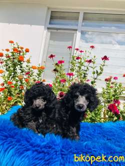 ÇOK NADİR SİLVER TOY POODLE YAVRULARIMIZ 2
