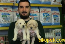 ÇOK ÖZEL BABY FACE GOLDEN RETRİEVER YAVRULAR 1