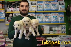ÇOK ÖZEL BABY FACE GOLDEN RETRİEVER YAVRULAR 2