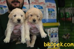 ÇOK ÖZEL BABY FACE GOLDEN RETRİEVER YAVRULAR 5