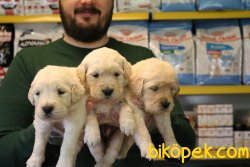 ÇOK ÖZEL BABY FACE GOLDEN RETRİEVER YAVRULAR 4