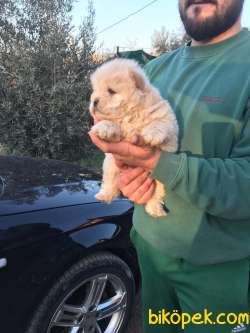 ÇOK ÖZEL CHOW CHOW YAVRULARI 2
