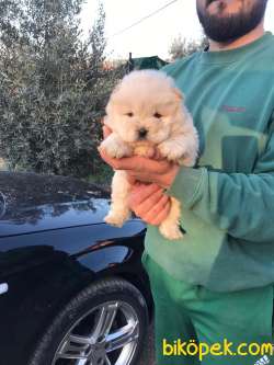 ÇOK ÖZEL CHOW CHOW YAVRULARI 3