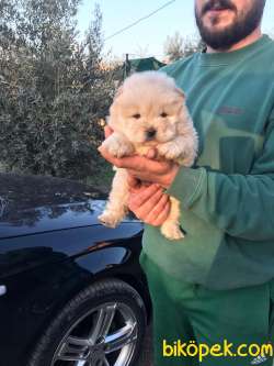 ÇOK ÖZEL CHOW CHOW YAVRULARI 1