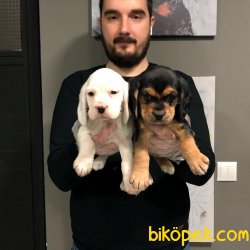 ÇOK ÖZEL ELİZABETH BEAGLE YAVRULARI 3