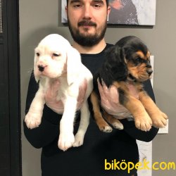 ÇOK ÖZEL ELİZABETH BEAGLE YAVRULARI 4