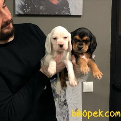 ÇOK ÖZEL ELİZABETH BEAGLE YAVRULARI 1
