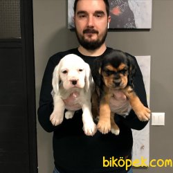ÇOK ÖZEL ELİZABETH BEAGLE YAVRULARI 2