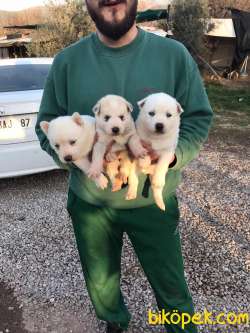 ÇOK ÖZEL HUSKY YAVRULAR 2
