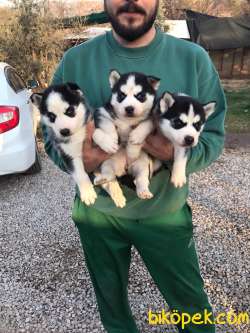 ÇOK ÖZEL HUSKY YAVRULAR 1