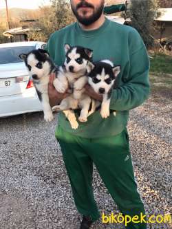 ÇOK ÖZEL HUSKY YAVRULAR 3