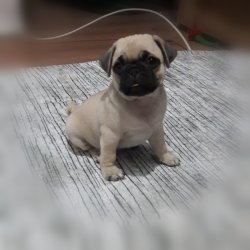 Çok Sevi̇mli̇ Di̇şi̇ Pug Yavrumuz 1