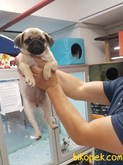 Çok Sevi̇mli̇ Di̇şi̇ Pug Yavrumuz 2