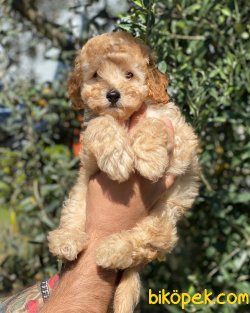 Çok Sevimli Apricot Toy Poodle Yavrumuz 3