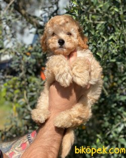 Çok Sevimli Apricot Toy Poodle Yavrumuz 1