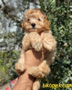 Çok Sevimli Apricot Toy Poodle Yavrumuz 2