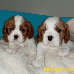 Çok Sevimli Cavalier King Charles Yavrularımız 4