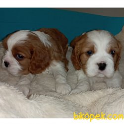 Çok Sevimli Cavalier King Charles Yavrularımız 3