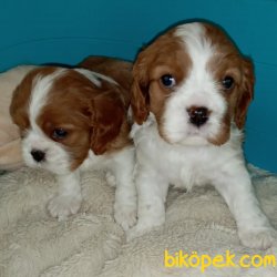 Çok Sevimli Cavalier King Charles Yavrularımız 5
