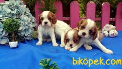 Şirinlik Abidesi Cavalier King Yavrularımız 1
