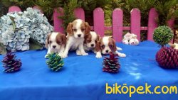 Şirinlik Abidesi Cavalier King Yavrularımız 3