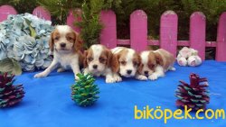 Şirinlik Abidesi Cavalier King Yavrularımız 2