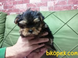 Cok Sevimli Yorkshire Terrier Yavrularımız 2