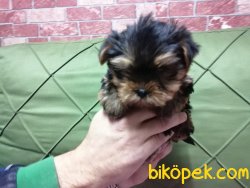 Cok Sevimli Yorkshire Terrier Yavrularımız 1