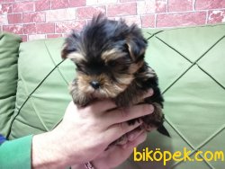 Cok Sevimli Yorkshire Terrier Yavrularımız 3