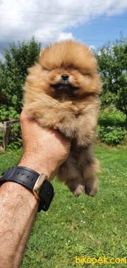 ÇOK ŞİRİN SHOW KALİTE BOO POMERANİAN YAVRULARI SİZLERLE 5