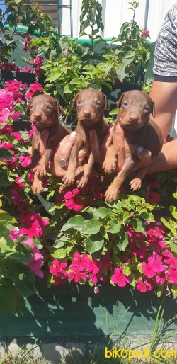 Çok Süper Orjinal King Doberman Yavrular 5