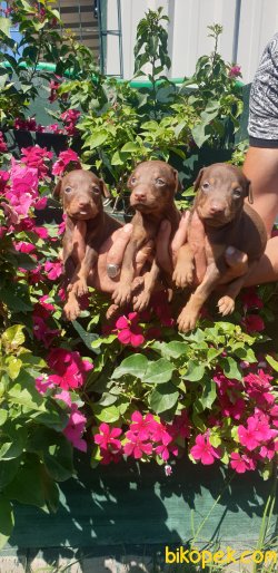 Çok Süper Orjinal King Doberman Yavrular 4