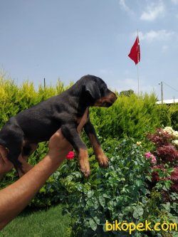 Çok Süper Orjinal King Doberman Yavrular 3