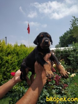 Çok Süper Orjinal King Doberman Yavrular 2