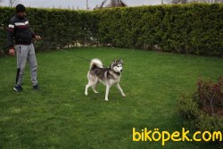 Çok Tatlı Husky Yavrular 1
