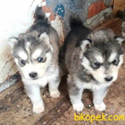 Çok Tatlı Husky Yavrular 3
