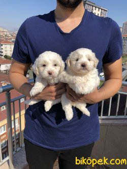 Çok Tatlı Maltese Terrier Yavrularımız 2