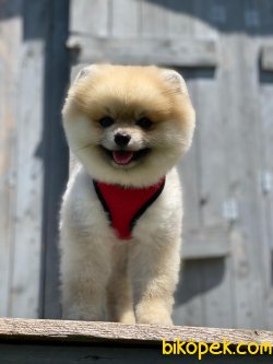 ÇOK TATLI POMERANİAN BOO YAVRULARIMIZ 5